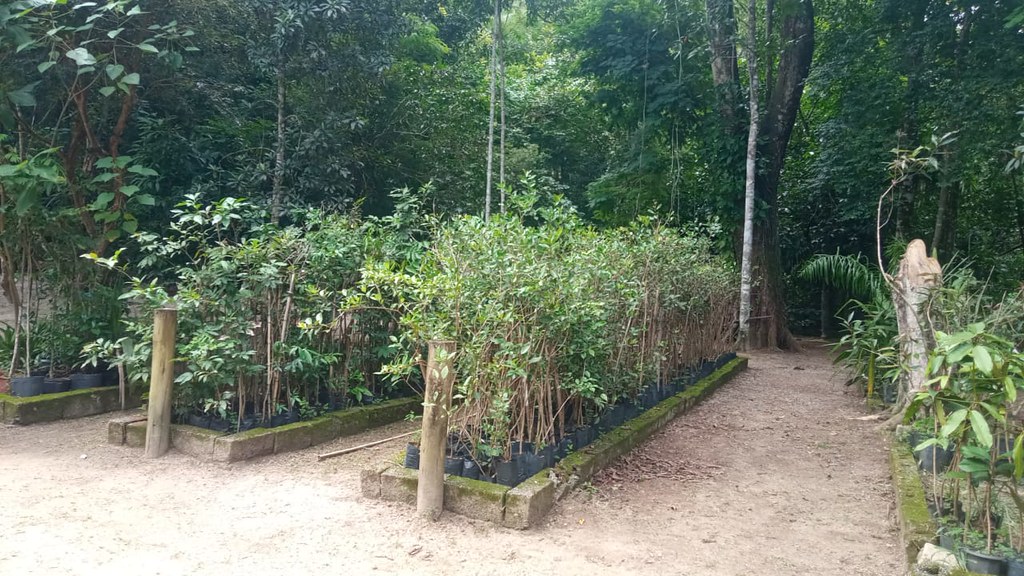 Viveiro Municipal de Caraguatatuba abre espaço para atividades de educação ambiental